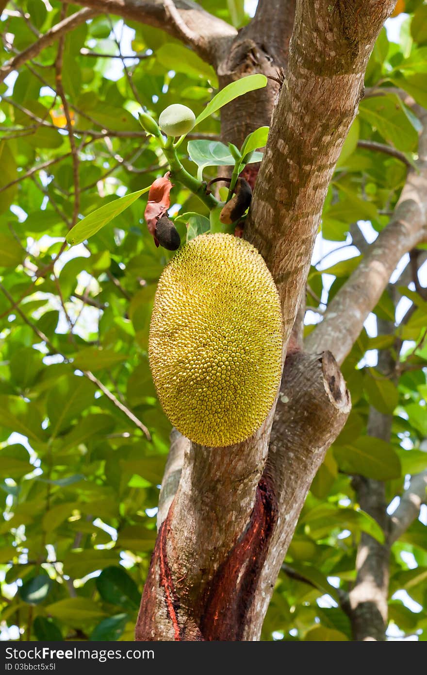 Jackfruit on a tree in farm