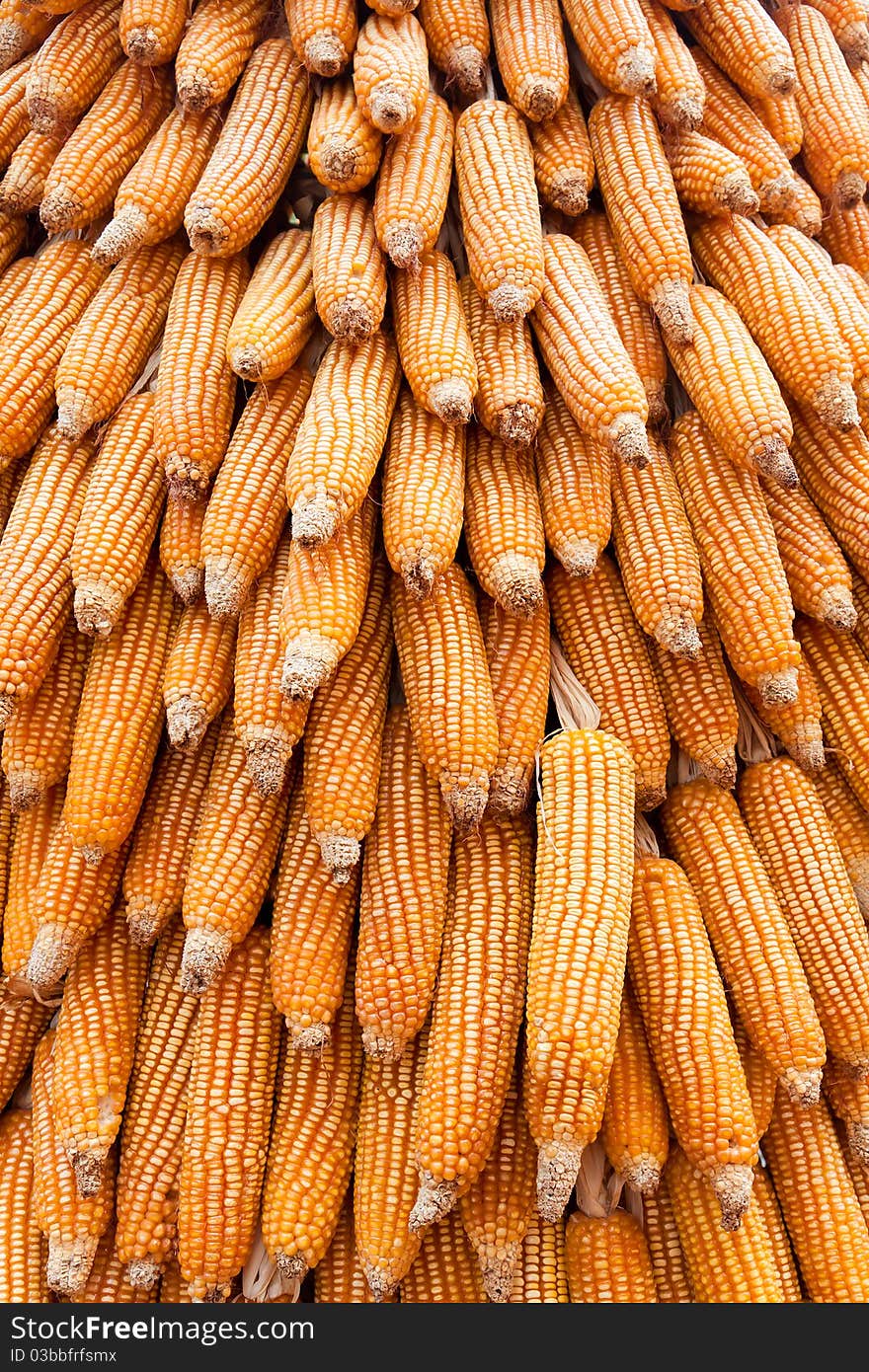 Group of dry corn in a industry