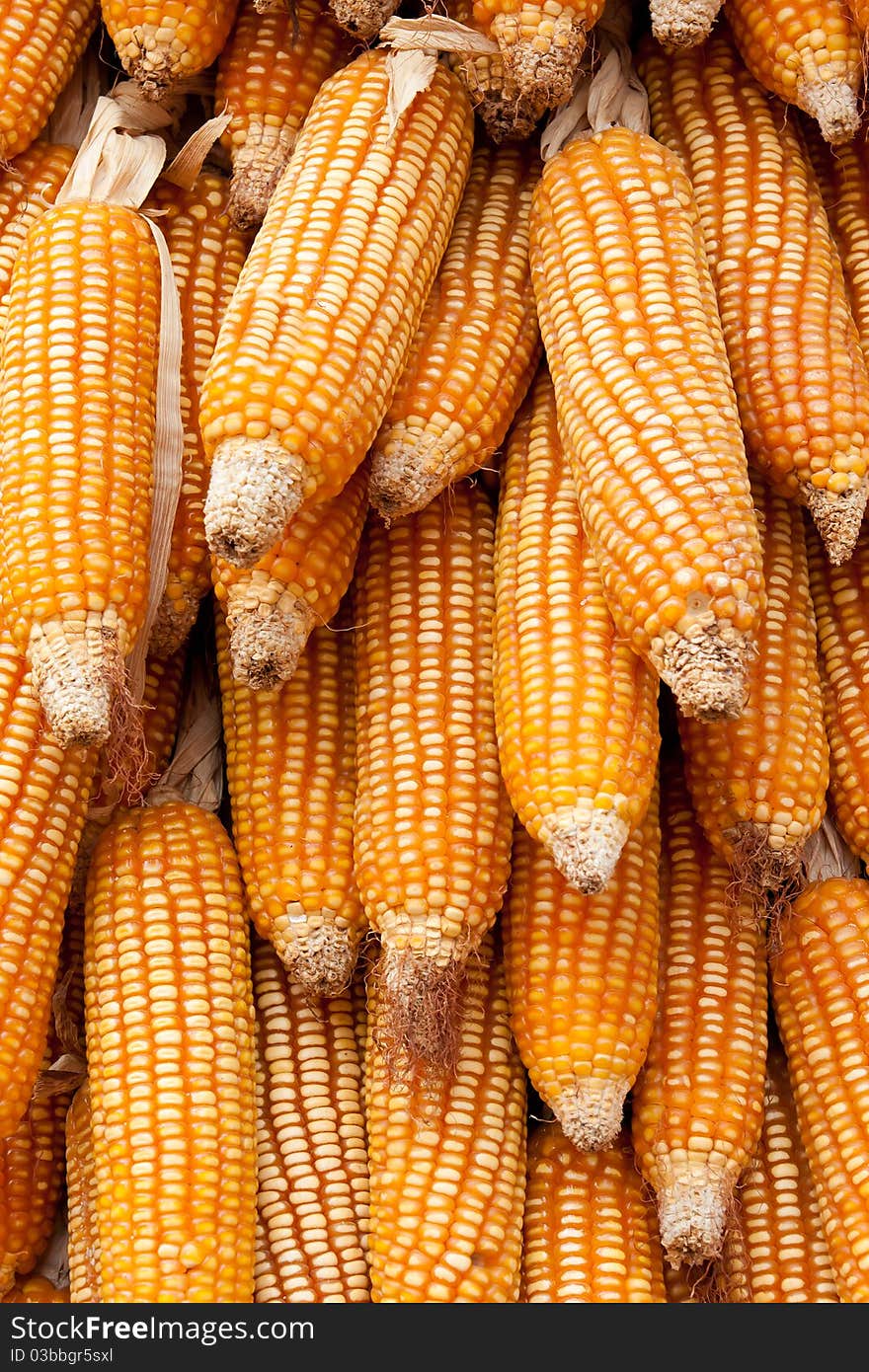 Dry Corn