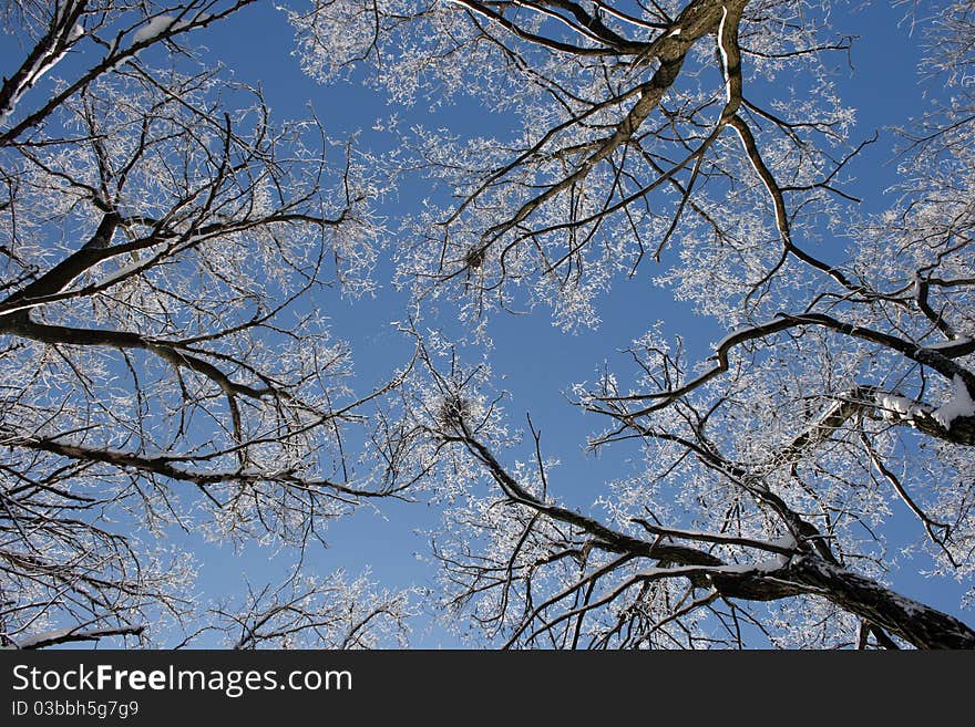 Trees in hoarfrost