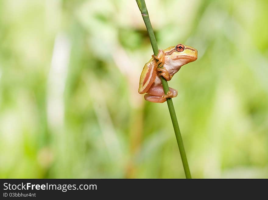 European foliage frog on the blade of grass seated