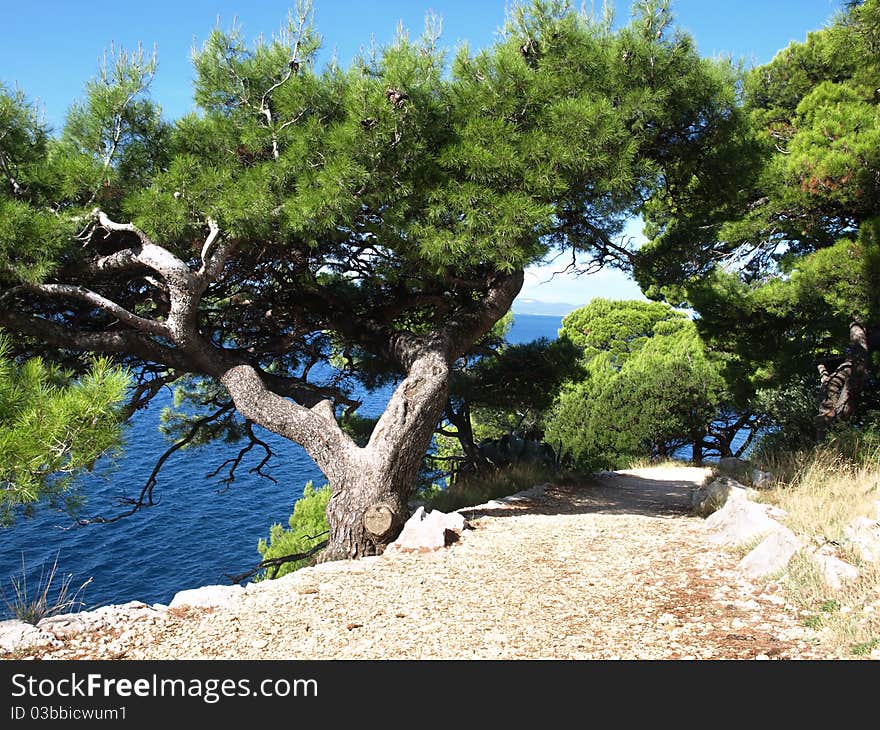 Nature of Makarska