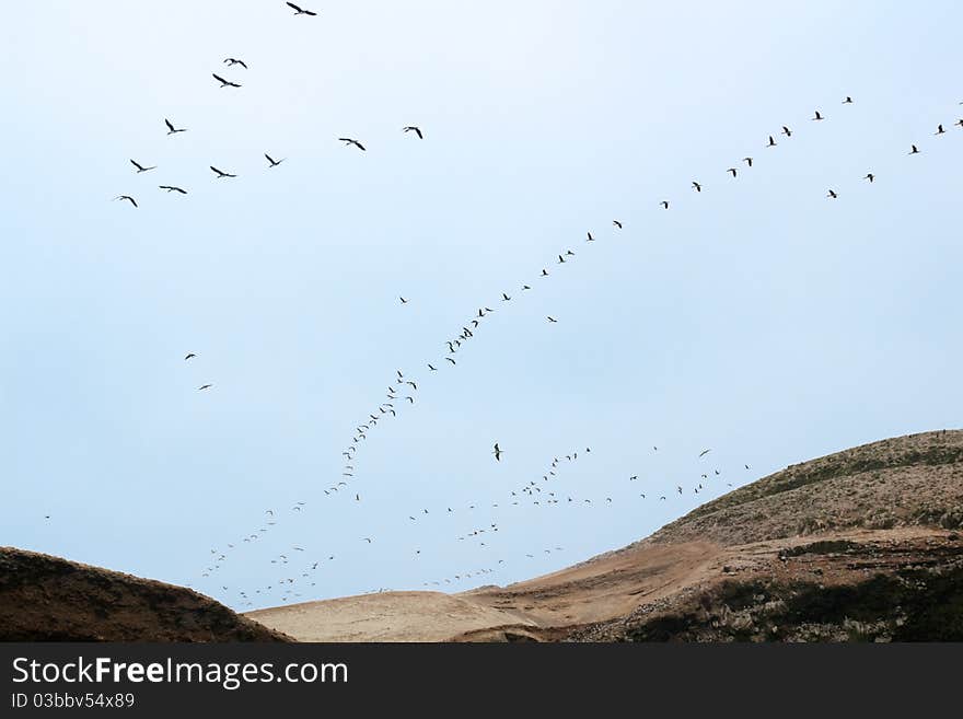 Guanay Cormorant birds