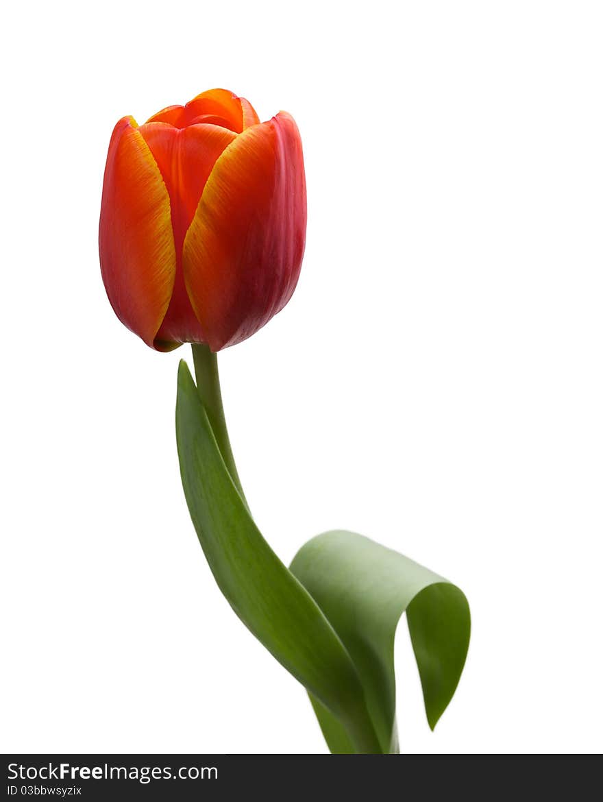 Single Red Tulip Isolated On White Background