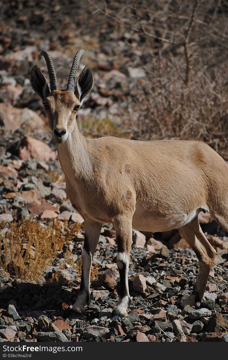 Wild goat in the mountains near Eilat