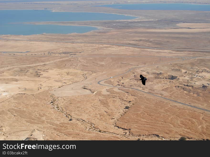 Crows flying over the dead sea