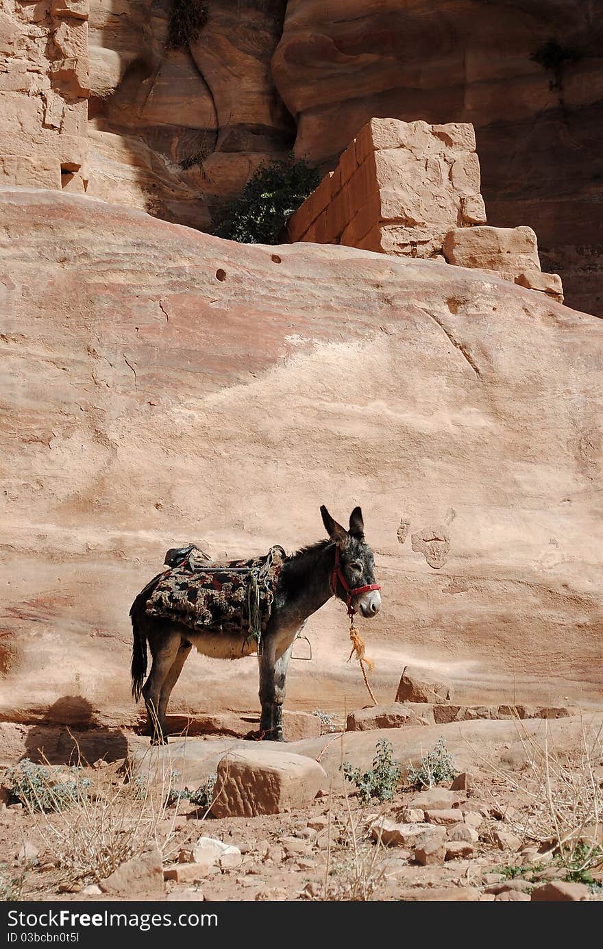 Little donkey near wall in Petra, Jordan. Little donkey near wall in Petra, Jordan