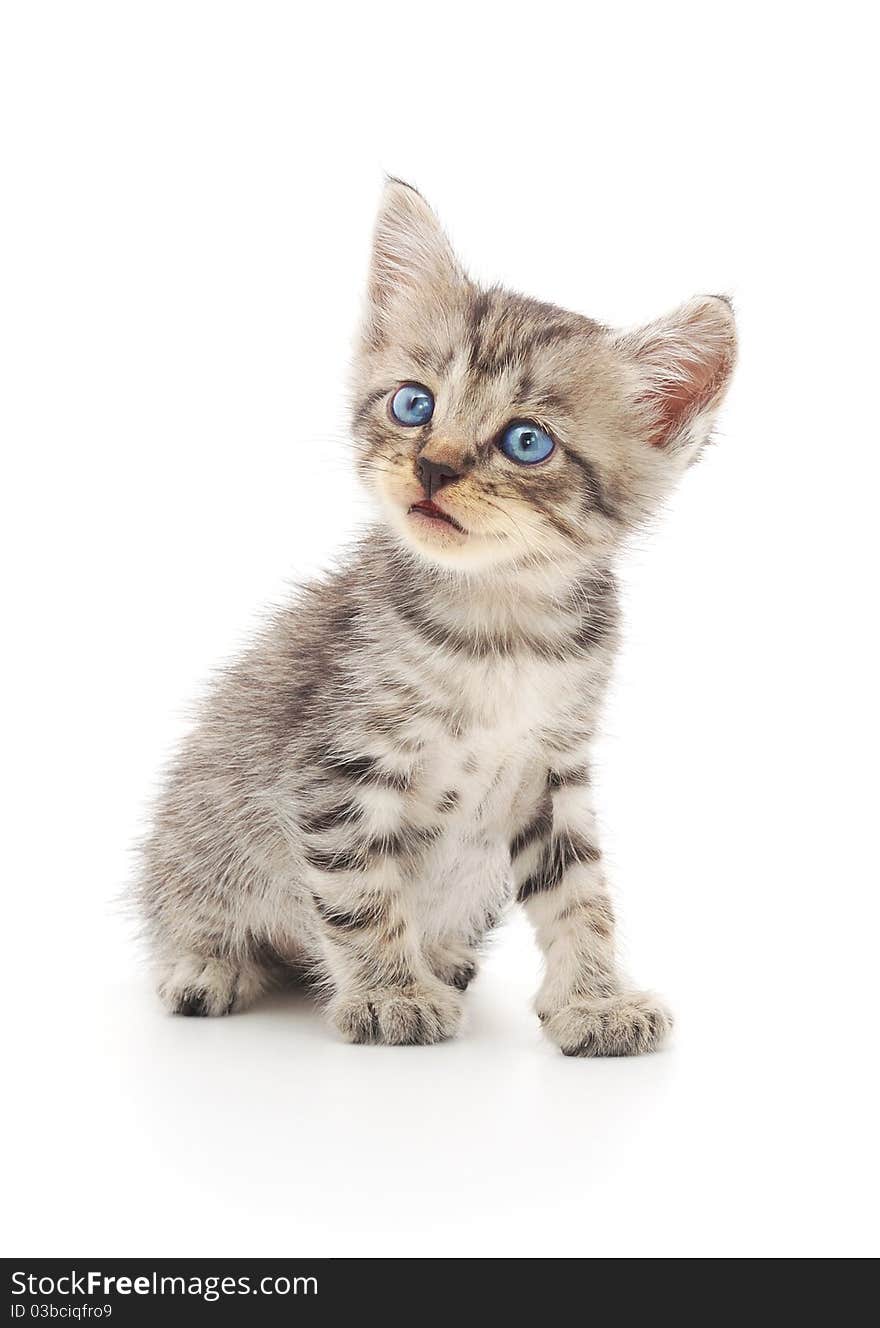 Kitten On A White Background