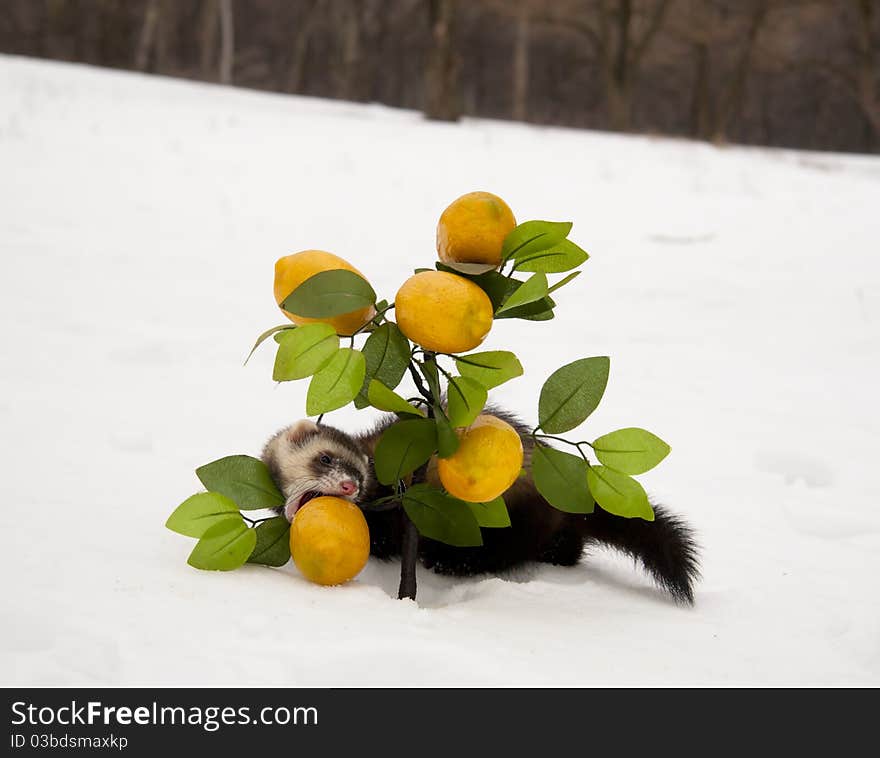 Ferret Eats A Lemon In The Winter Forest