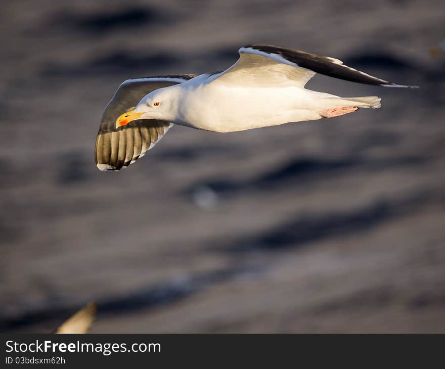 Closeup of seagull flying over the ocean.