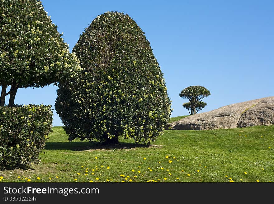 Trimmed shrubs, green grass, blue sky. Trimmed shrubs, green grass, blue sky