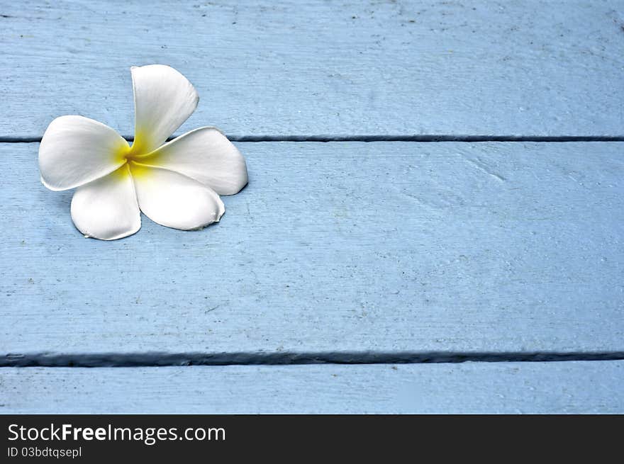 White Plumeria on blue wooden texture