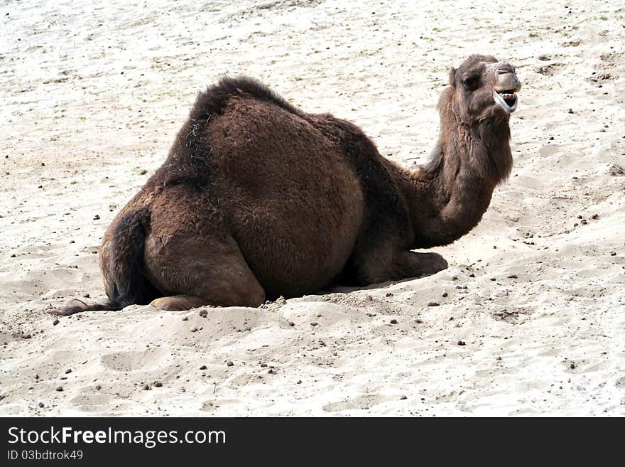 Camel