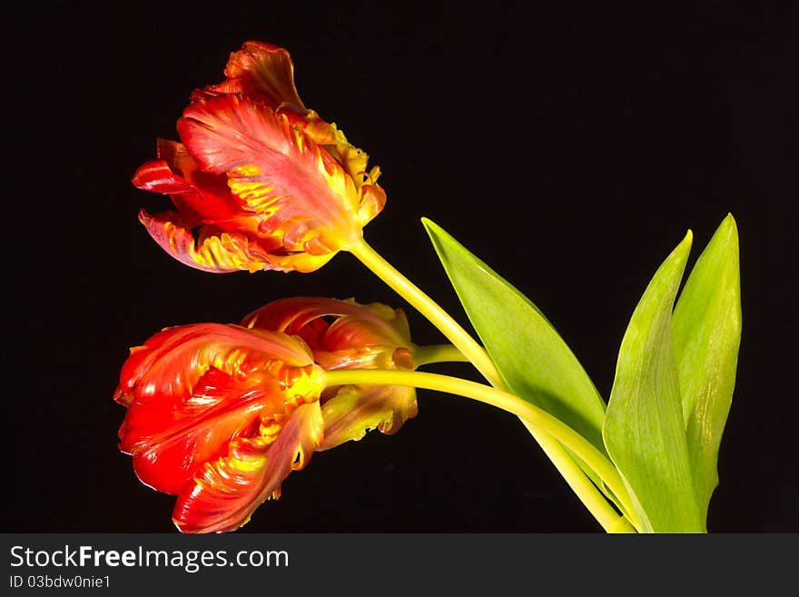 Three tulips on a black background