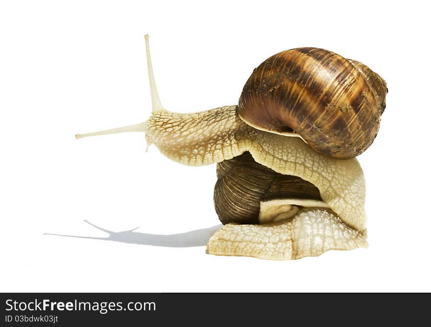 Snails  on white background