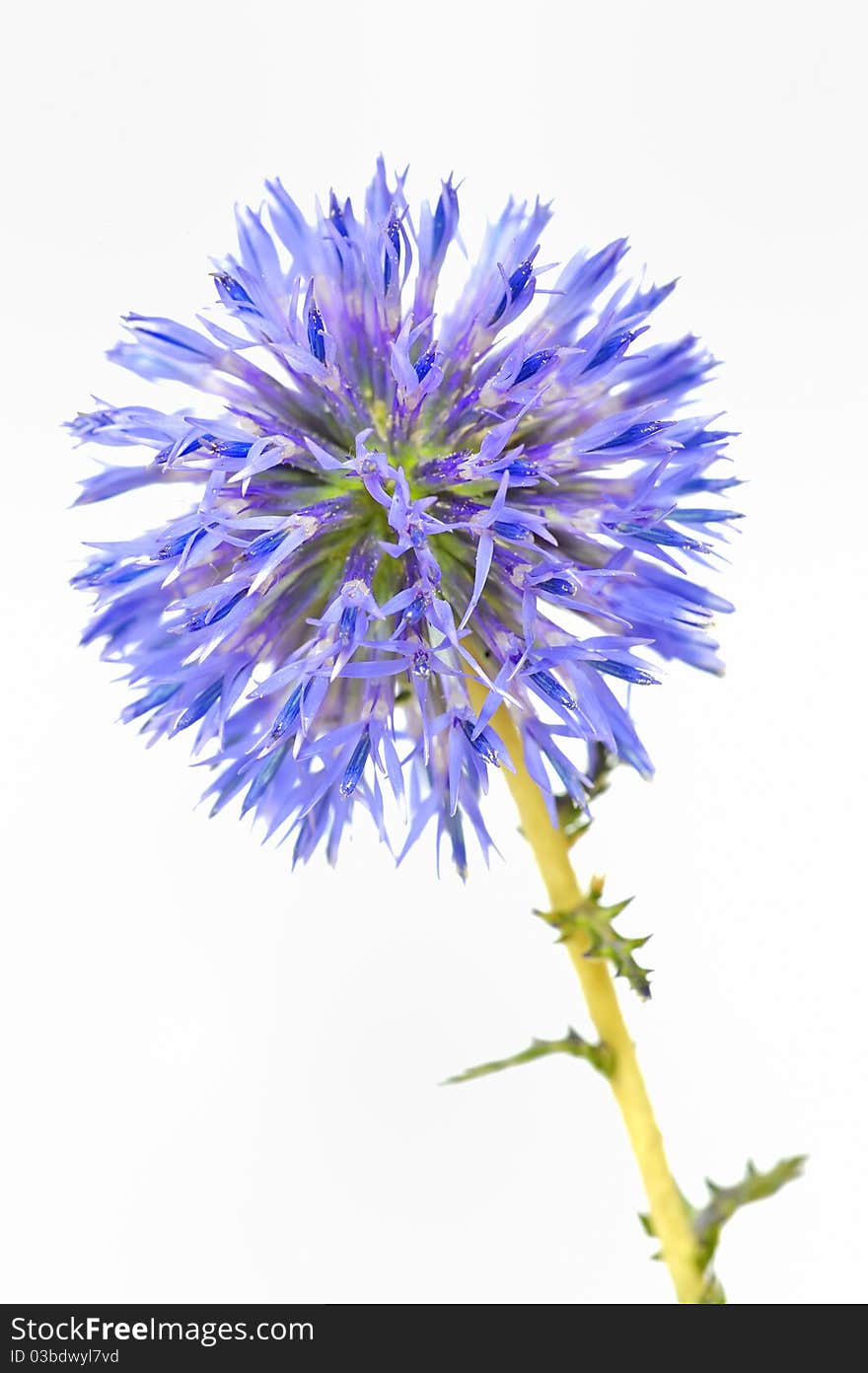 Thistle close-up flower isolated on white