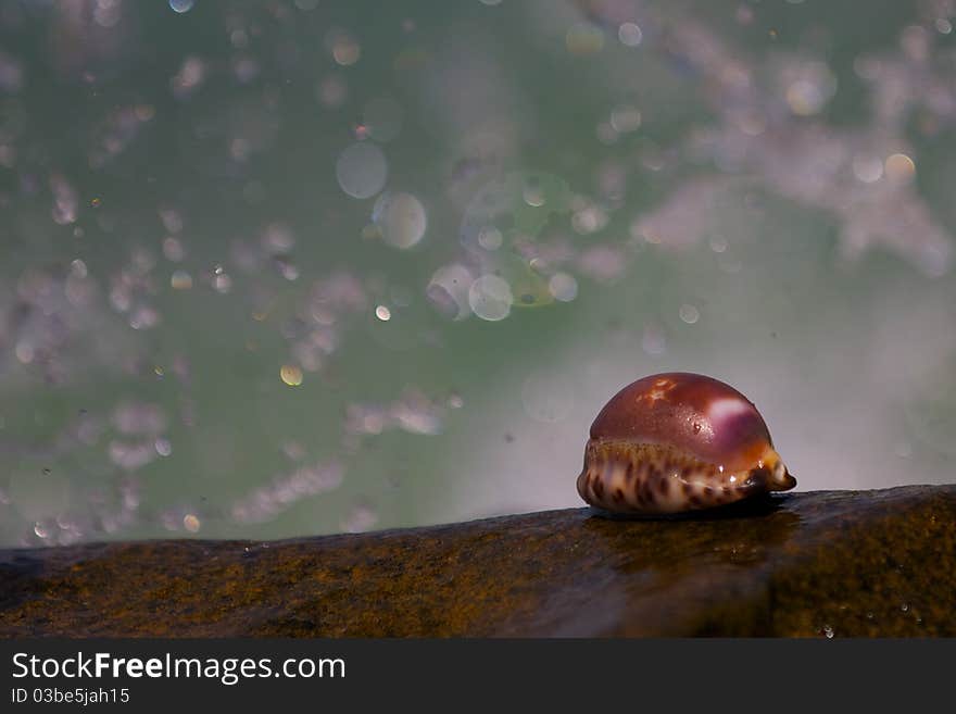 Big, beautiful shells lying on a rock close to the background of splashing waves. Big, beautiful shells lying on a rock close to the background of splashing waves