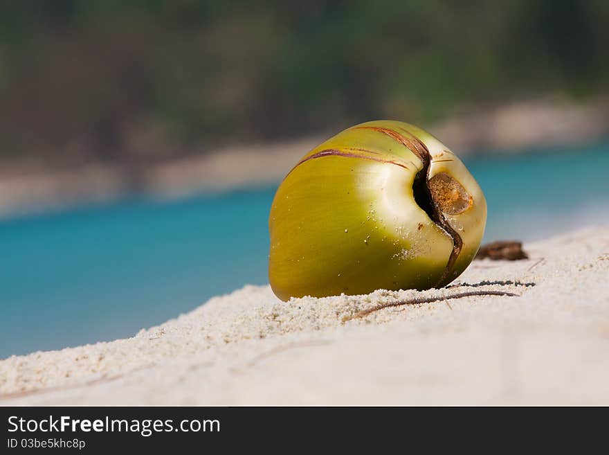 Fallen coconut is broken up by the Pacific Ocean in the background of the beautiful blue ocean. Fallen coconut is broken up by the Pacific Ocean in the background of the beautiful blue ocean