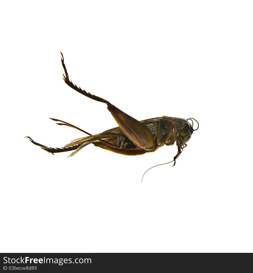 Dry grasshopper's corpse isolated on white background