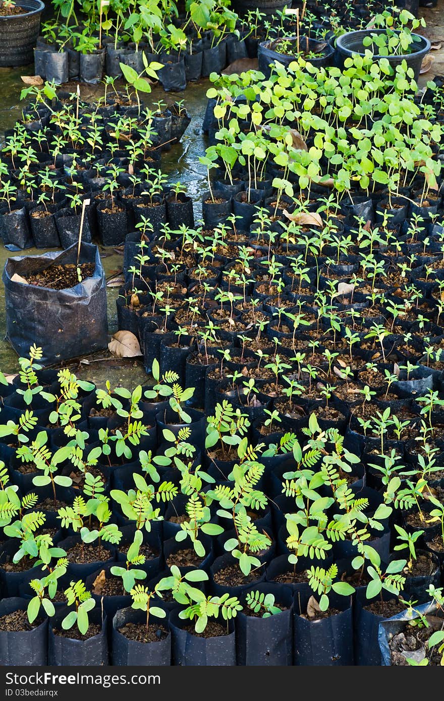 Many baby plants in nursery house