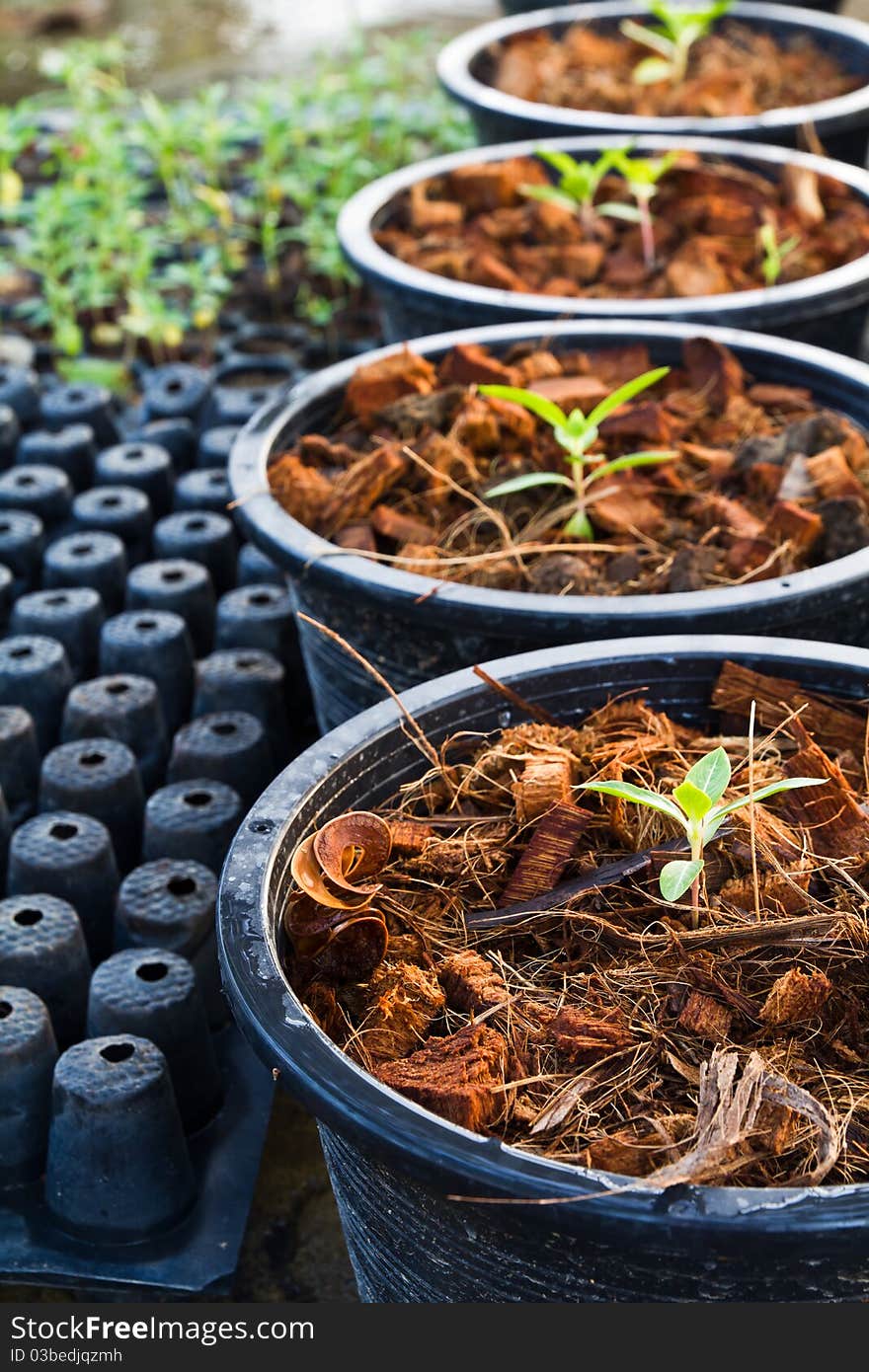 Baby plants in plastic pot