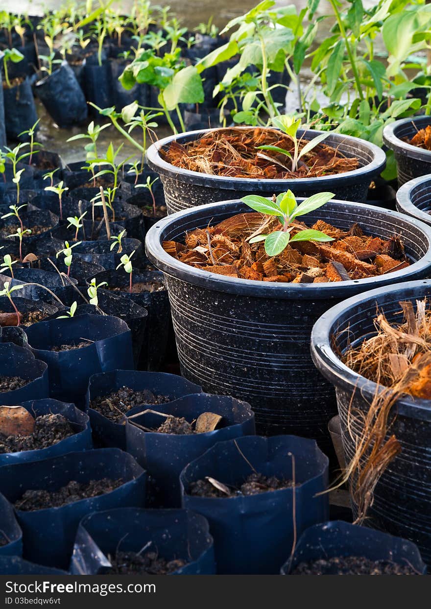 Baby plants in the nursery shelter