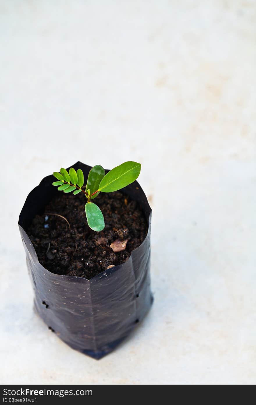 Baby plant in plastic bag with space for text