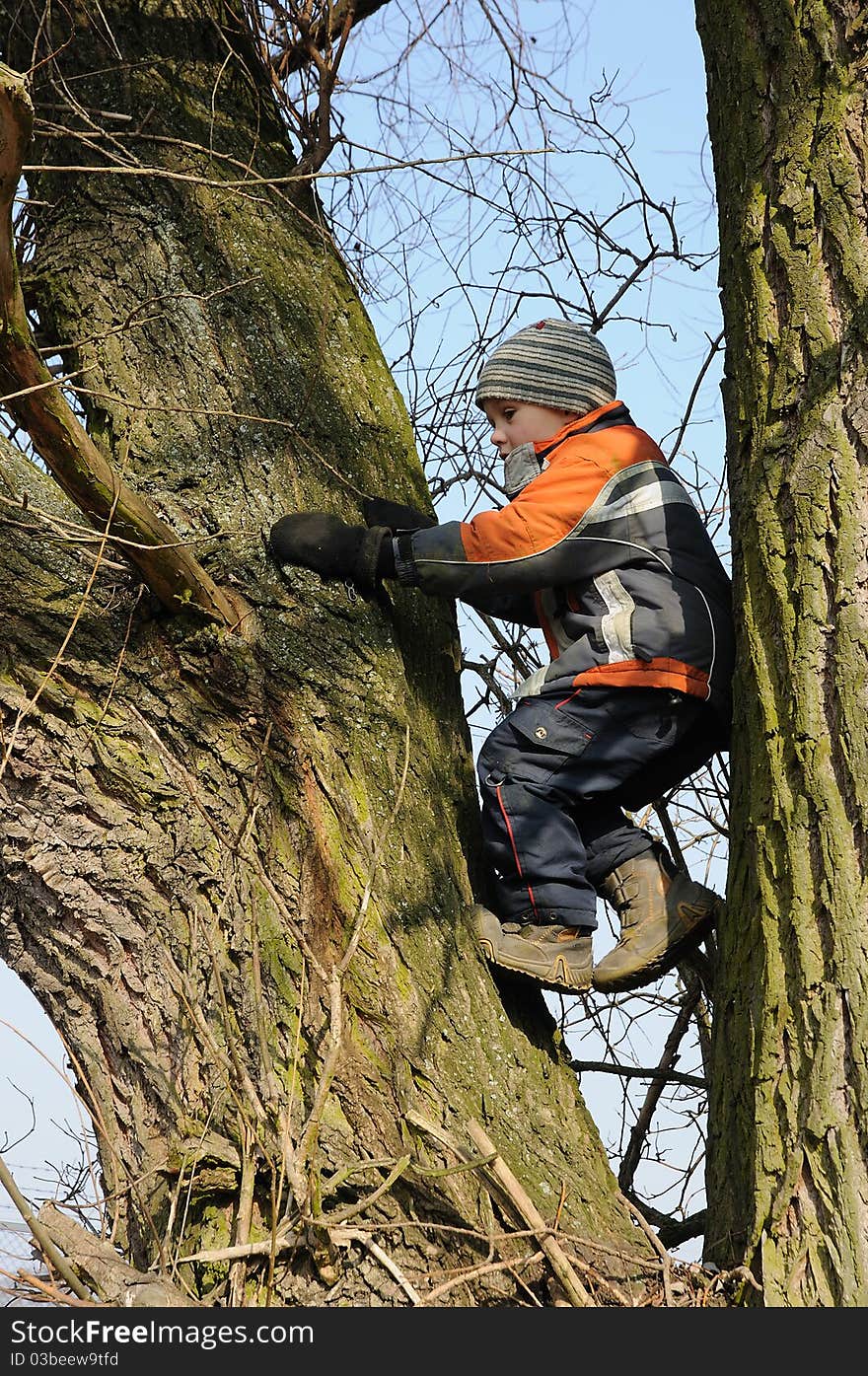 Boy climbing tree