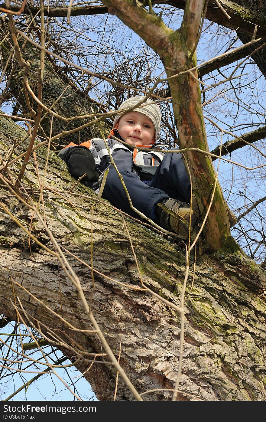 Boy Sitting On Tree