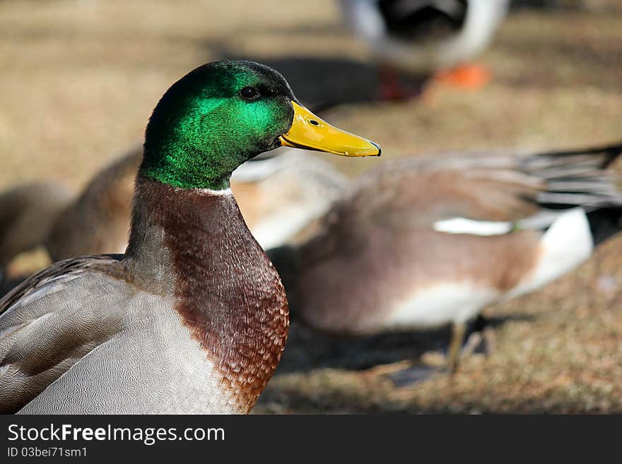 Mallard