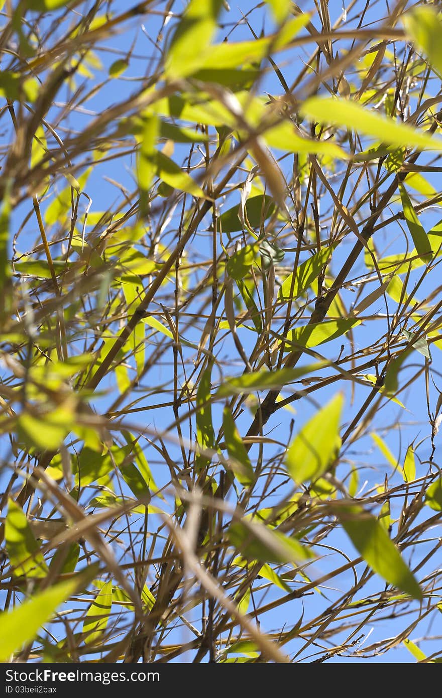 Bambu branches and leaves detail on a sunny blue sky. Bambu branches and leaves detail on a sunny blue sky.