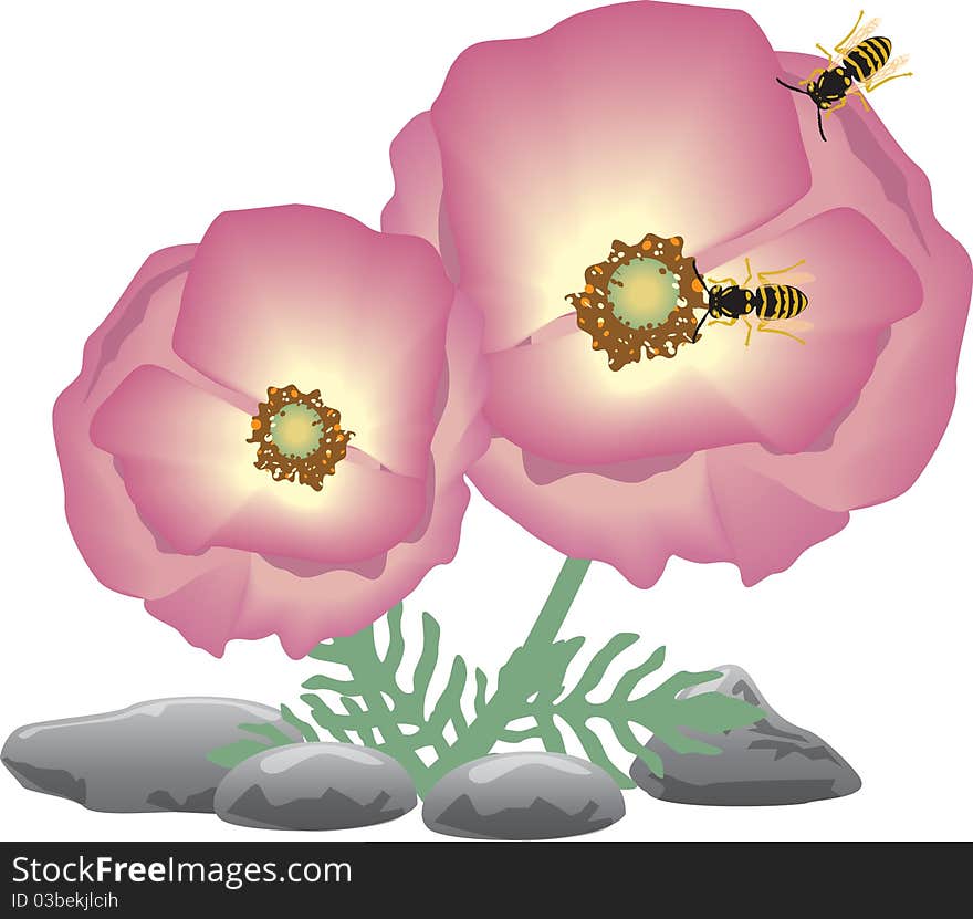 Pink Flower vector