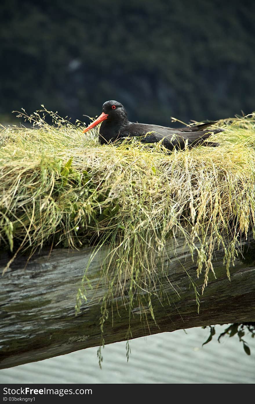 Oyster Catcher Bird New Zealand