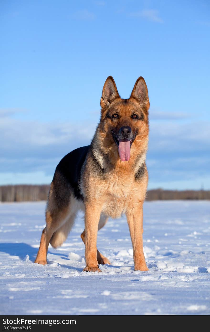 German Sheepdog standing on the snow