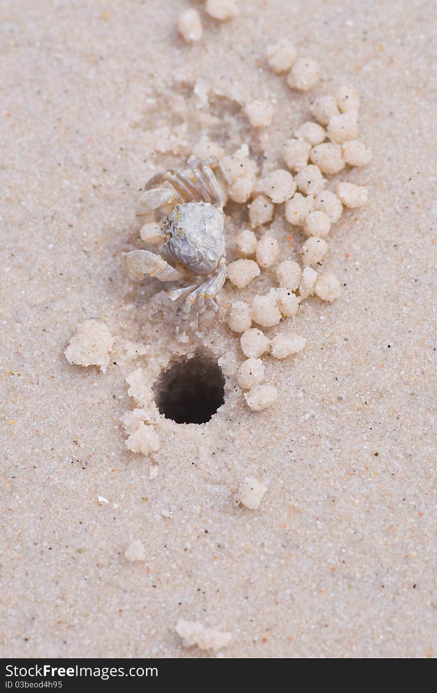 Swift land crab on the beach