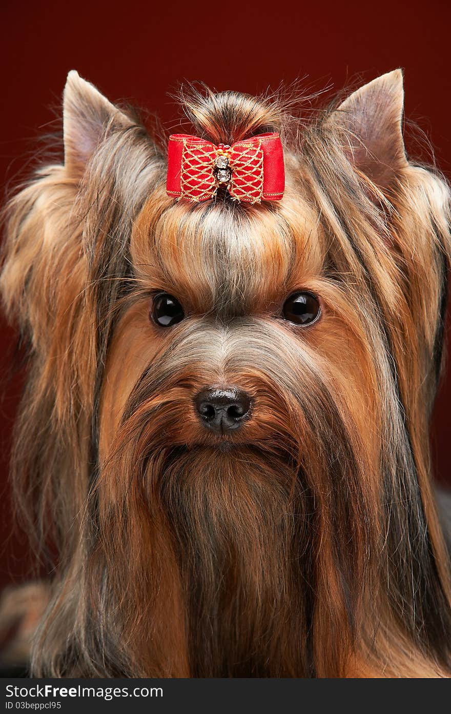 Yorkshire Terrier