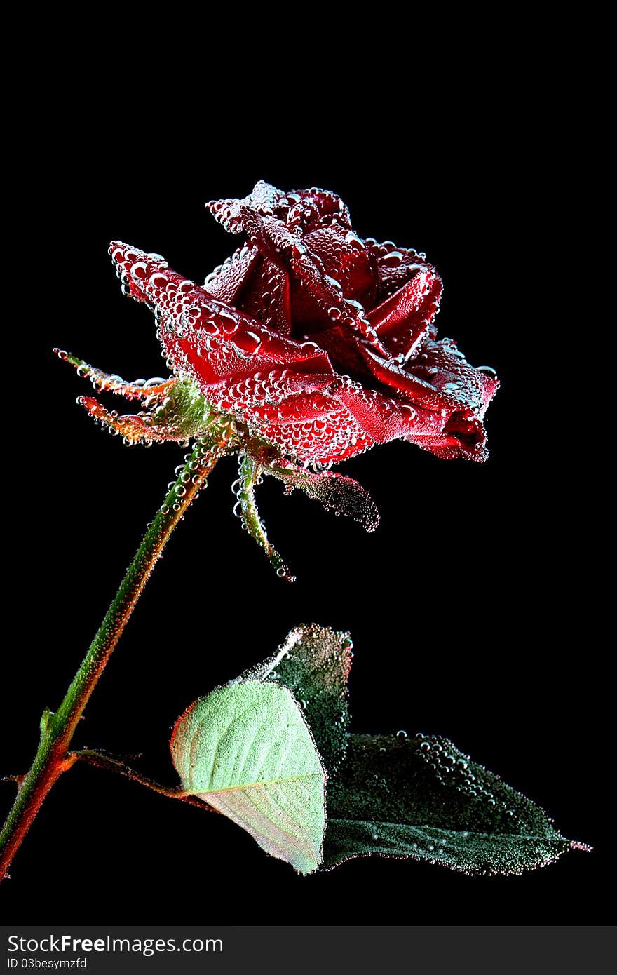 Red rose with water drops over the black