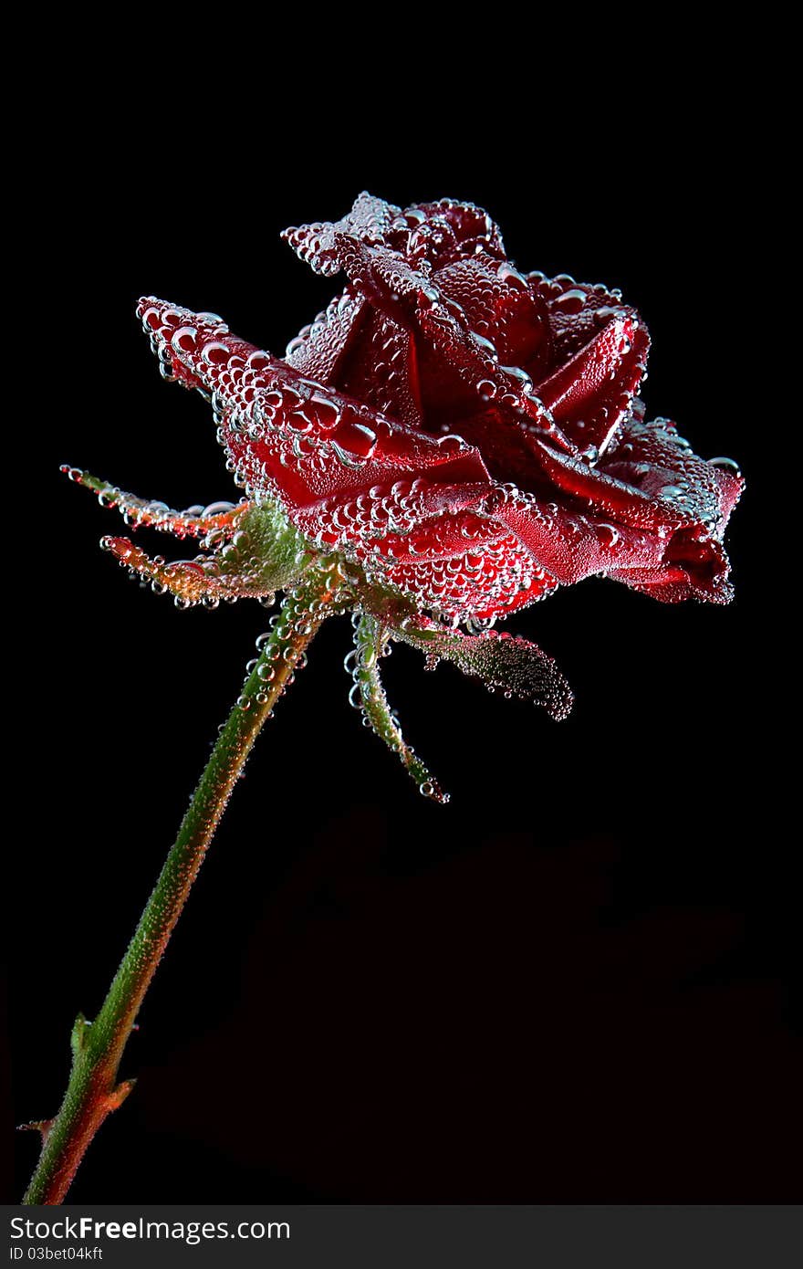 Red rose with water drops over the black