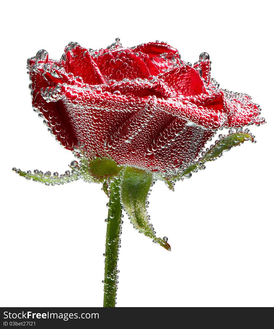 Red rose with water drops isolated on white