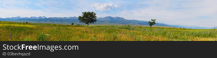 The Panorama of dandelion field