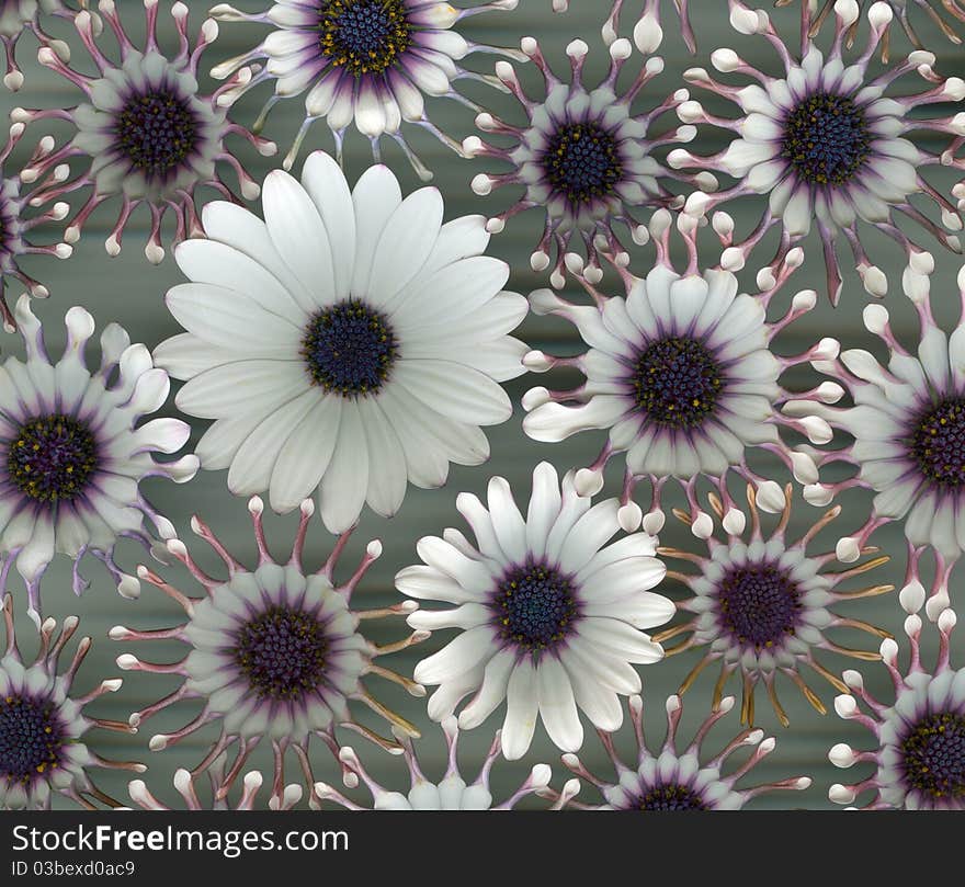 Closeup of white violet flowers over grey