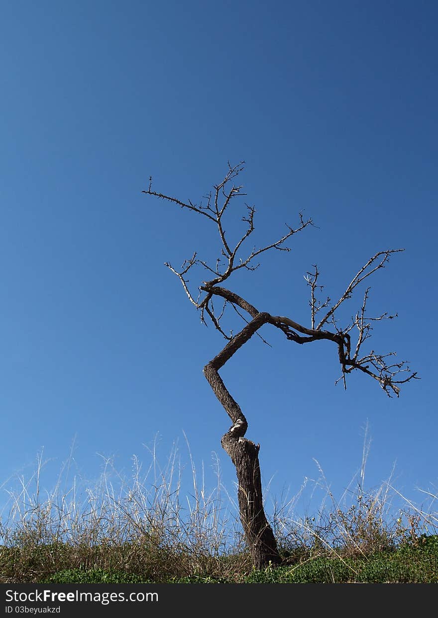 Single tree over cloudlessness welkin