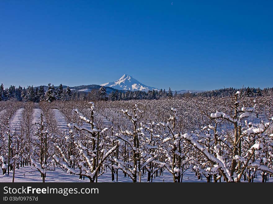 Snow covered orchard with Mount Hood in background. Snow covered orchard with Mount Hood in background.