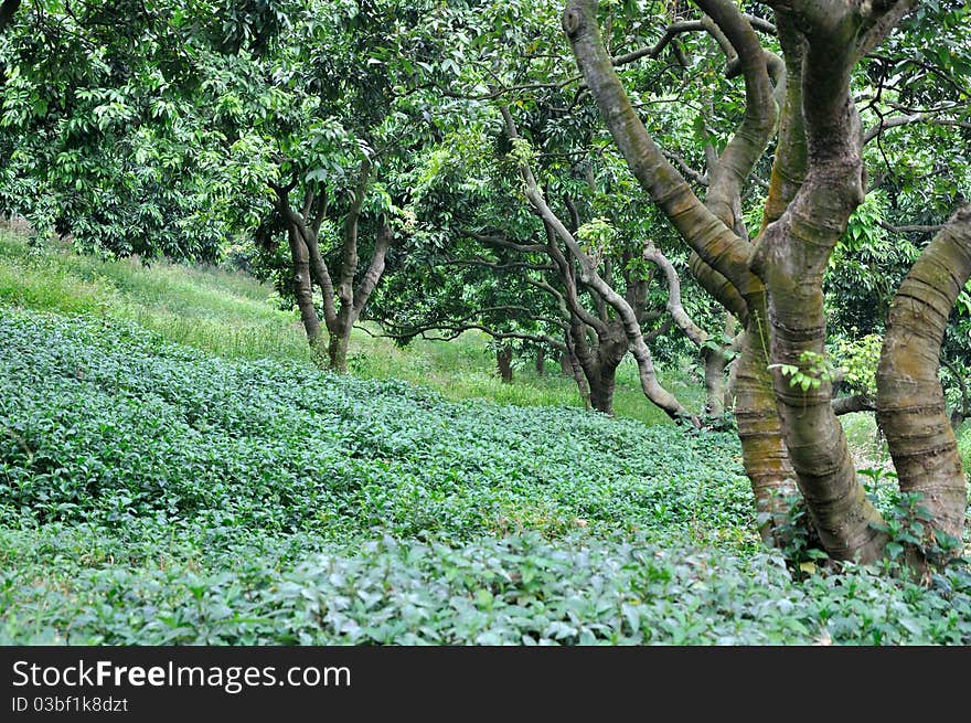 Litchi trees on brae of hillside, the trunk in radiative shape, with green grass land.