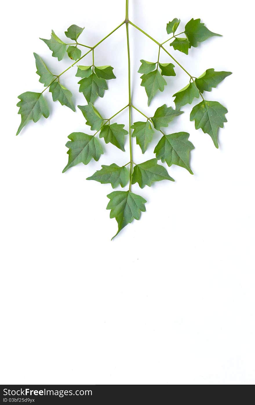 Green leaf on white background. Green leaf on white background