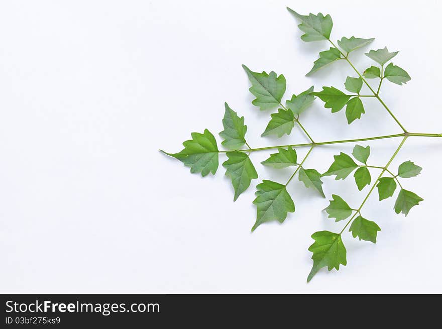 Green leaf on white background. Green leaf on white background