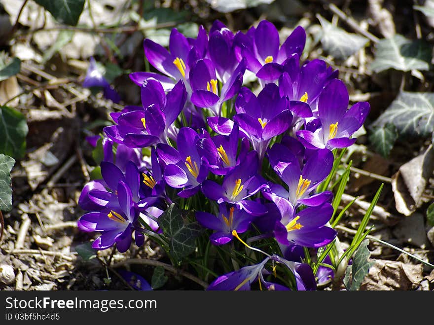 Crocuses in the Sun