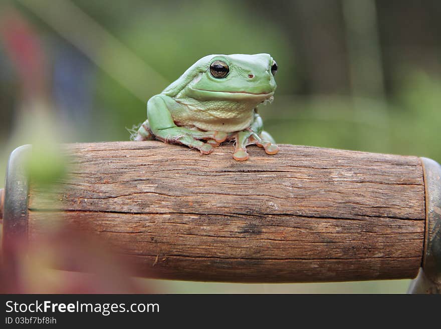 Green tree frog in garden. Green tree frog in garden