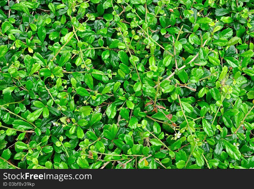 Background of green leaves in public park Bangkok, Thailand.