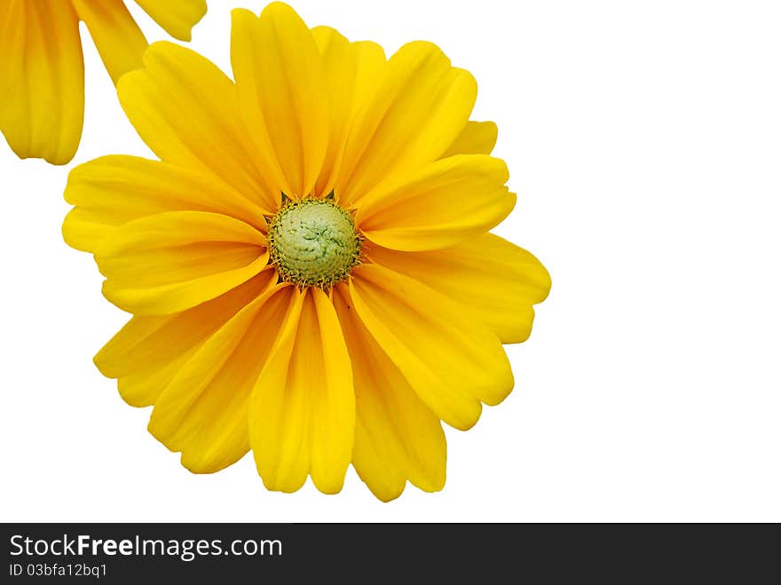 Sunflower frame background